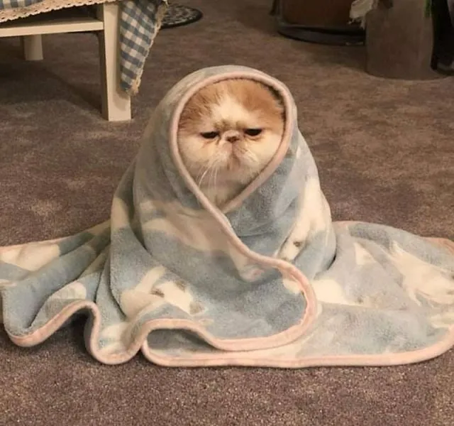 Ảnh mèo khóc meme thể hiện sự tội nghiệp nhưng rất ngộ nghĩnh.