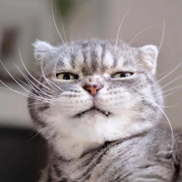 Con mèo khóc meme với nét mặt hài hước khiến ai cũng phải thích.