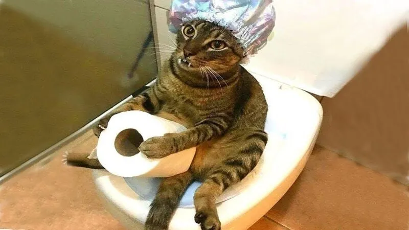 Meme mèo khóc bựa mang đến những giây phút giải trí thú vị.