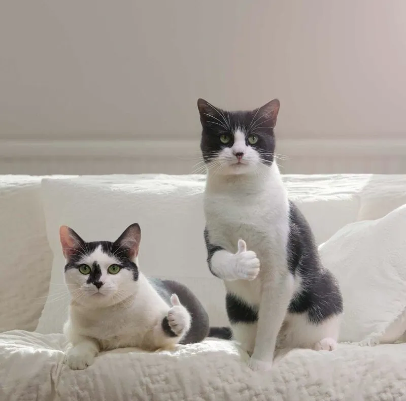 Vô tri meme mèo khóc cute thu hút sự chú ý nhờ vào sự dễ thương.