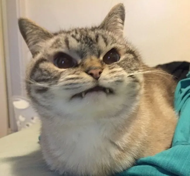 Hình meme mèo khóc làm mọi người không thể ngừng cười.
