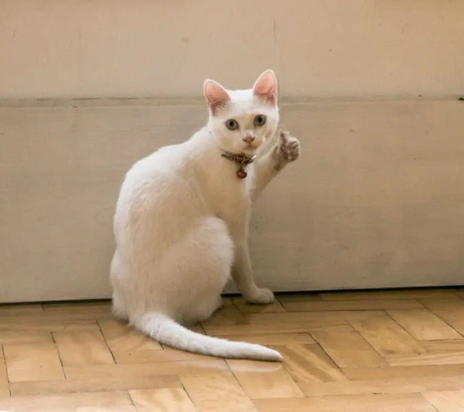 Meme mèo khóc che miệng tạo cảm giác vô cùng dễ thương và thú vị.