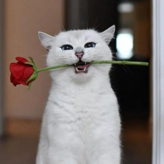 Meme cho kẹo mang lại cảm giác vui vẻ và thú vị cho người nhận.