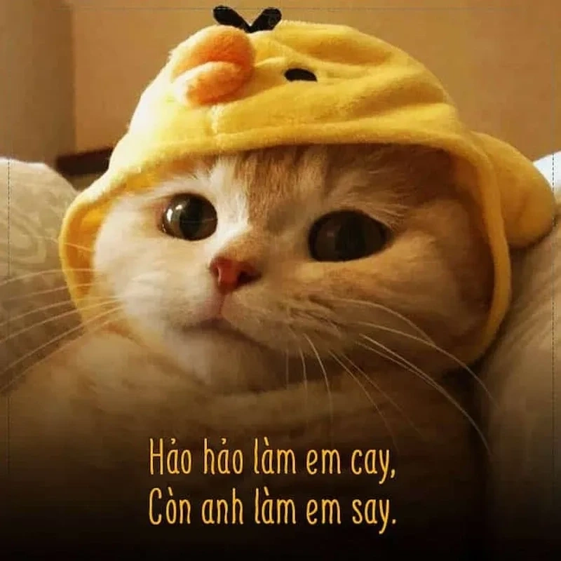 Meme về tình yêu sáng tạo, phù hợp với mọi tâm trạng và khoảnh khắc.