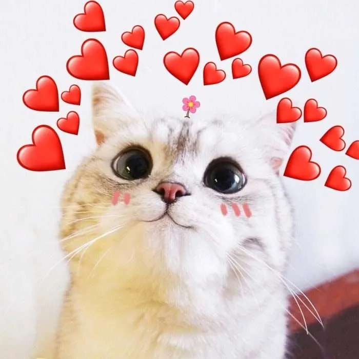 Meme tình yêu hài hước giúp bạn thể hiện cảm xúc ngọt ngào 4