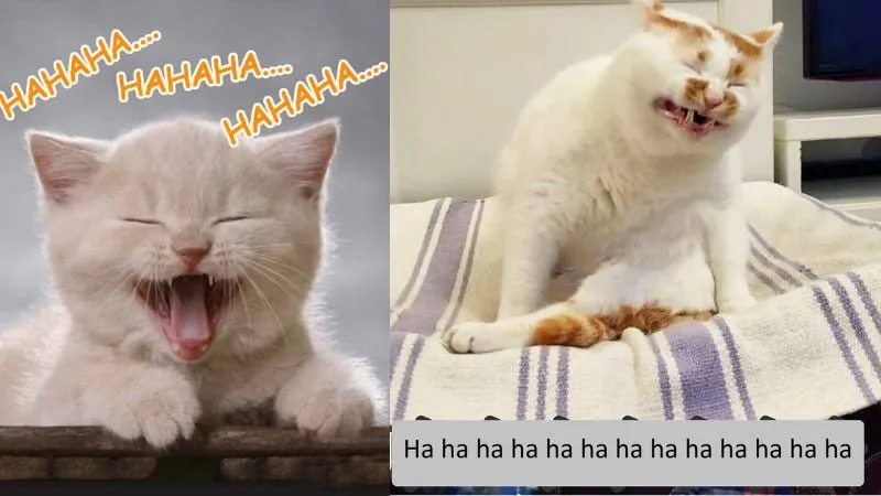 Meme đùa không vui nhưng cực kỳ thú vị và hài hước!