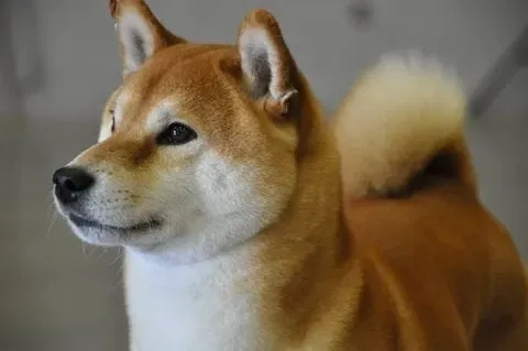 Scared dog meme siêu dễ thương, hài hước không tưởng!