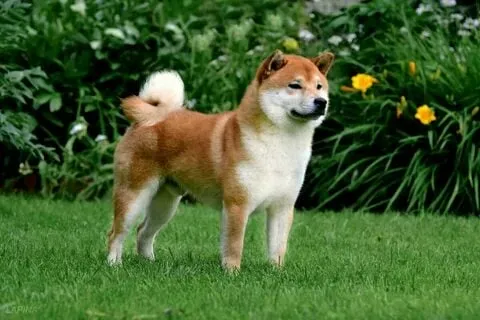 Dog and cat meme biểu cảm thú vị, xem là thích ngay!