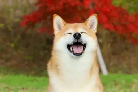 Dog and cat meme biểu cảm thú vị, xem là thích ngay!
