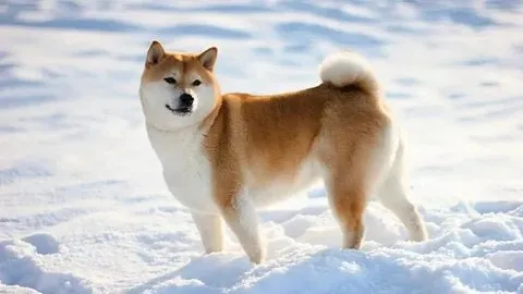 Dogge meme, phong cách độc đáo, cực kỳ cuốn hút.