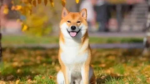 Dog face meme hài hước, biểu cảm khiến ai cũng cười!