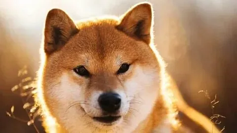 Meme bonk dog cực chất, ai xem cũng thích thú.