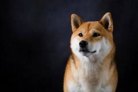 Cheems dog meme bá đạo, lan truyền mạnh mẽ trên mạng!