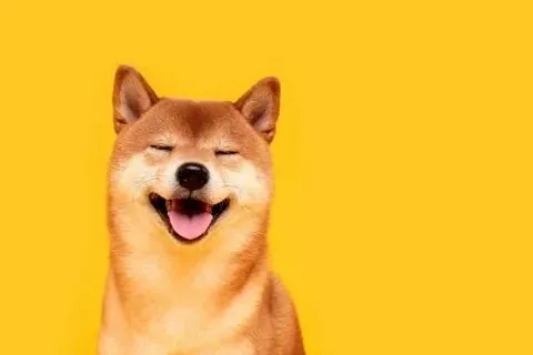 Dog pointing meme độc đáo, ai cũng muốn chia sẻ!