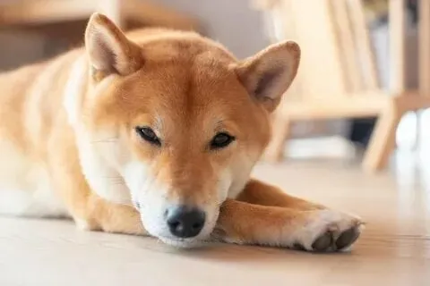 Cheems side eye meme với biểu cảm siêu hài hước!