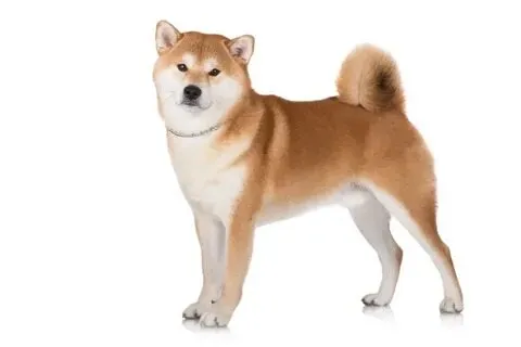 Dog meme video vui nhộn, xem để giải trí mọi lúc.