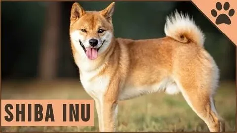 Dog thinking meme, biểu cảm 