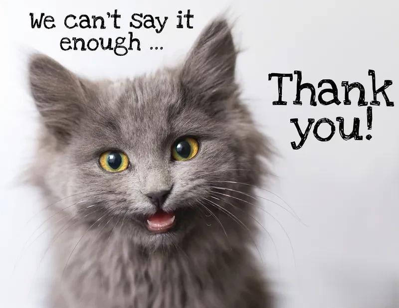 Mèo thank you meme dễ thương, làm tan chảy trái tim bạn. 