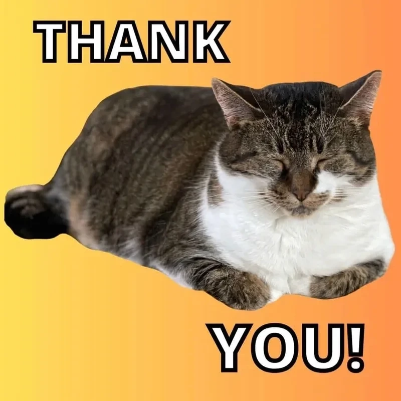 Meme thank you cat dễ thương và sáng tạo không giới hạn. 