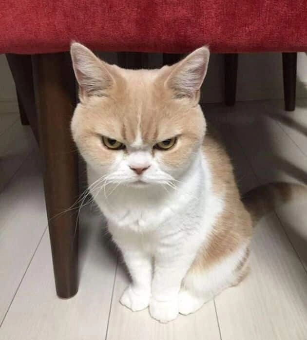 Meme mèo giận dỗi dễ thương, ai cũng phải bật cười.