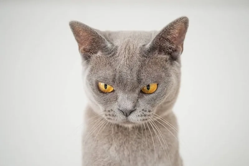 Ảnh mèo cute meme giận dỗi, rất đáng yêu.