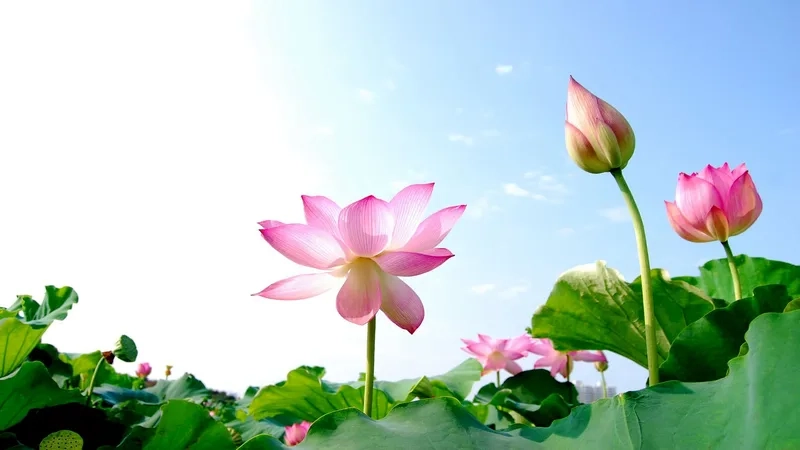 Các hình ảnh đại diện đẹp đa dạng phong cách phù hợp với mọi người