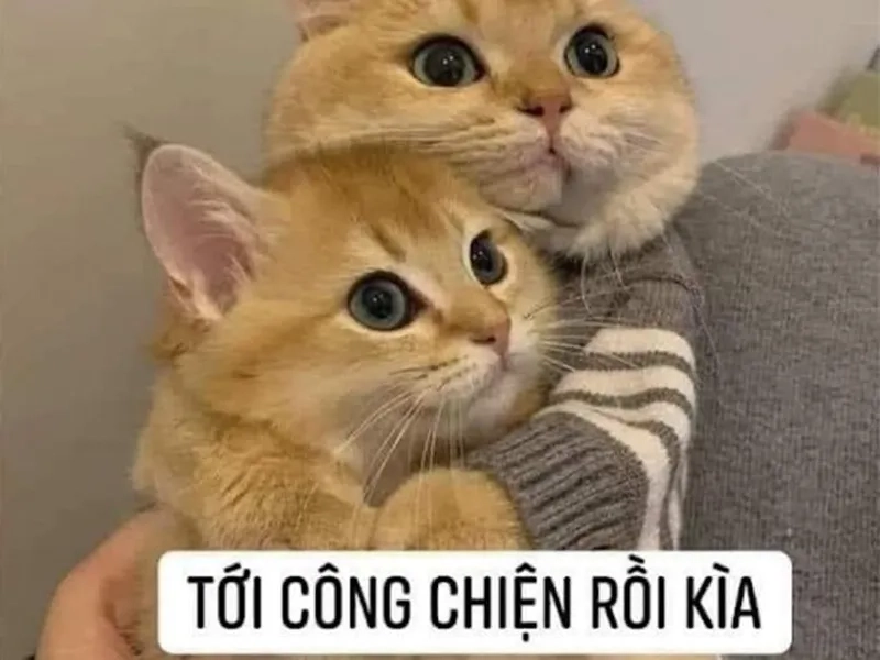 Cười rớt nước mắt với meme tới công chuyện mới nhất