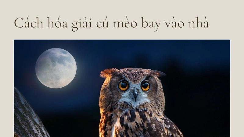 Cách hóa giải cú mèo bay vào nhà