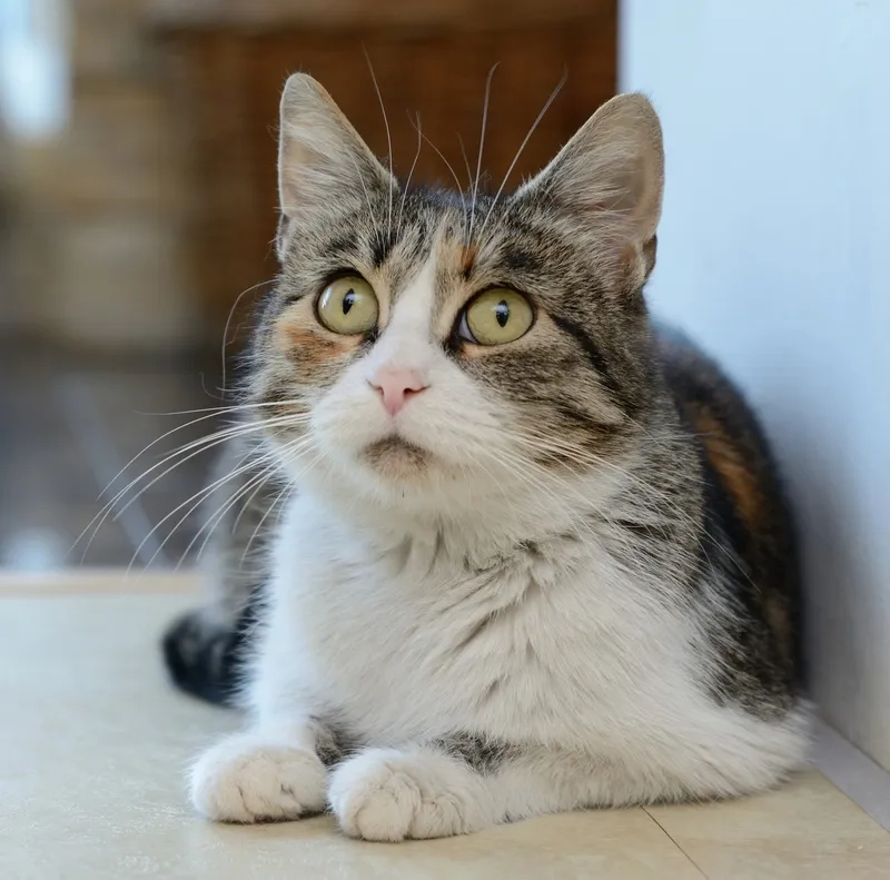 Cười thả ga với những tình huống meme hoang mang tột độ