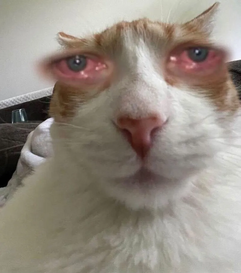 Thể hiện nét mặt ngây ngô qua những bức ảnh meme mặt ngu