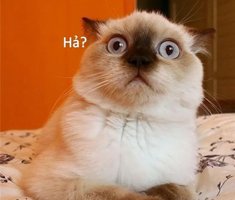 Không thể bỏ qua những pha giật mình cực chất với meme bất ngờ