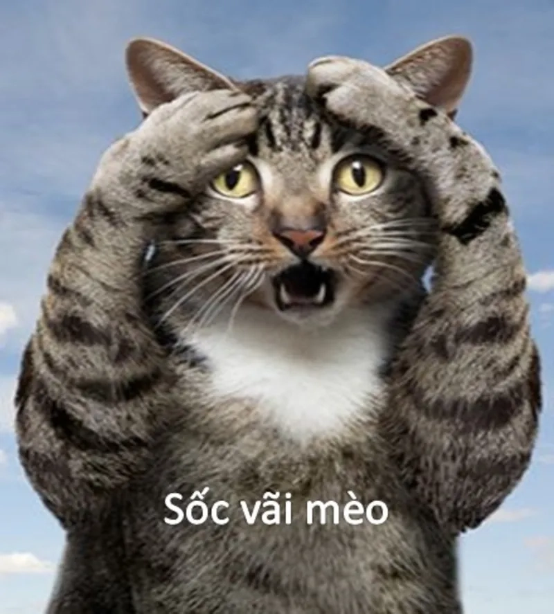 Xem ngay những pha gây sốc trong thế giới meme sốc siêu hài hước