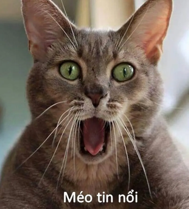 Xem ngay các tình huống hài hước gây sốc trong meme sốc mới nhất