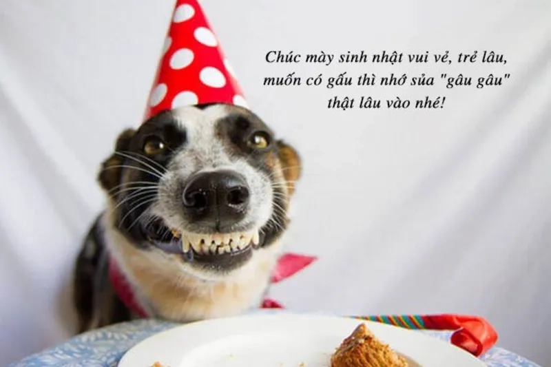 Tạo bất ngờ cho bạn thân qua bộ sưu tập meme chúc mừng sinh nhật bạn