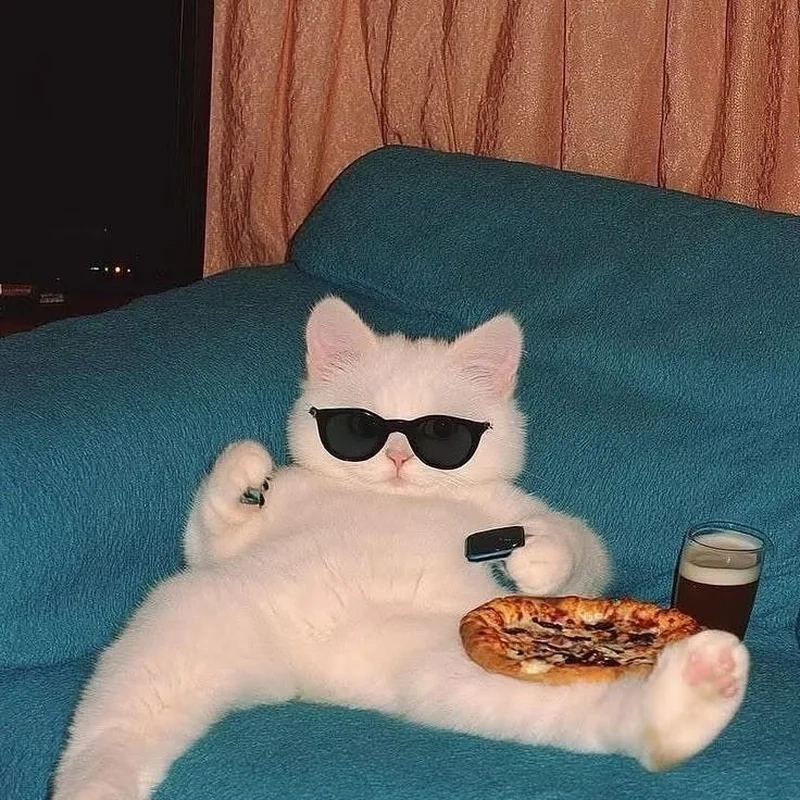 Meme mèo lười đáng yêu là người bạn thân thiết của ngày lười biếng