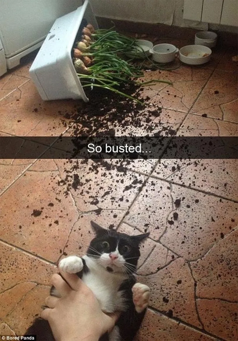 Tận hưởng niềm vui bên bộ meme thú cưng phá nhà siêu hài