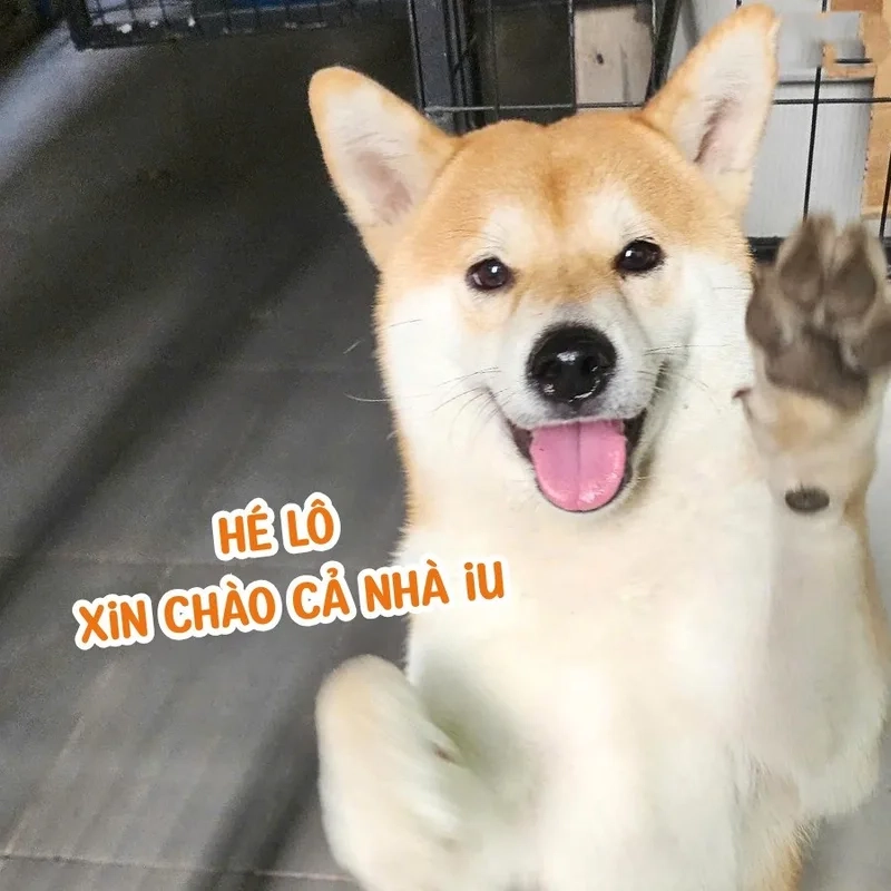 Bật cười với những pha độc đáo của meme boss