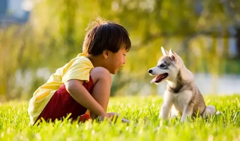 Khám phá những câu chuyện thú vị qua meme nói chuyện với thú cưng