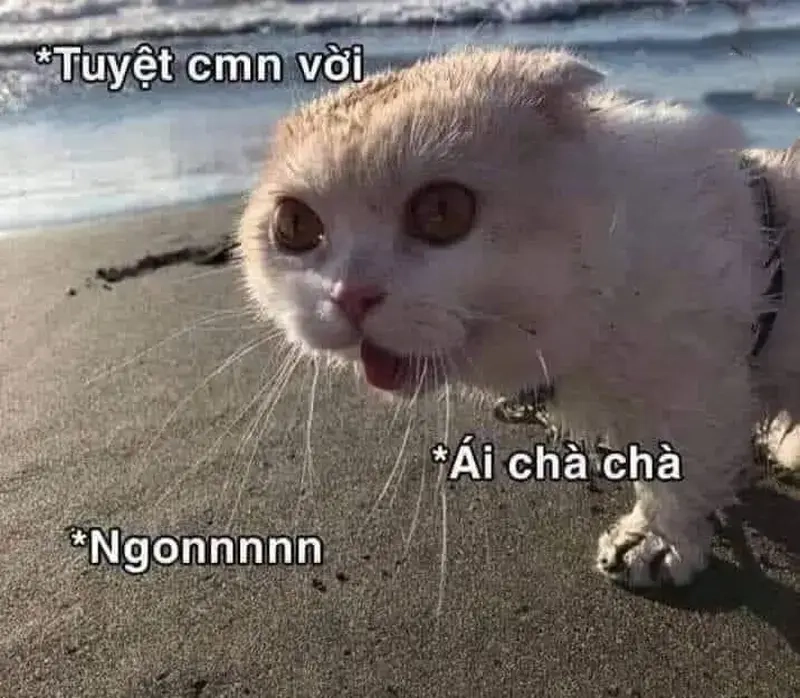 Cười thả ga với bộ ảnh meme yêu đời tích cực độc đáo