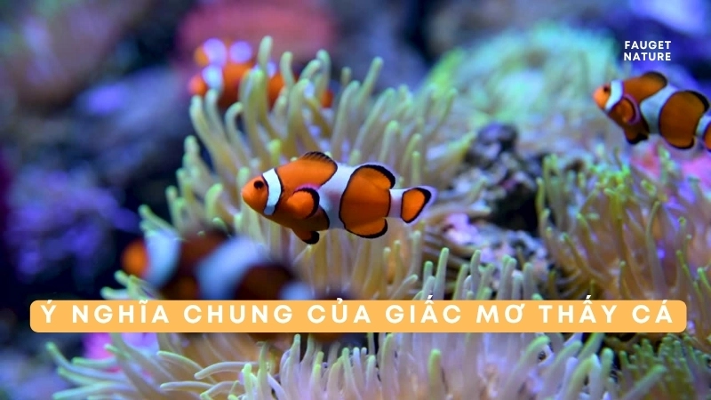 Ý nghĩa chung của giấc mơ thấy cá