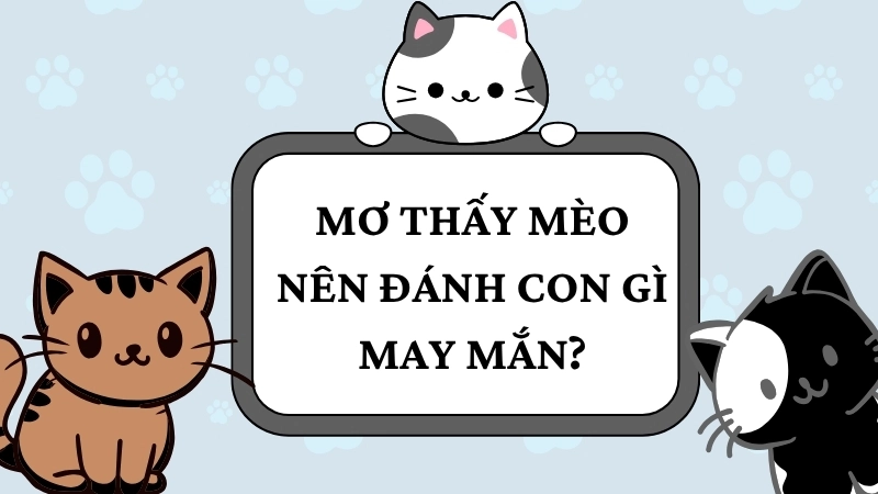 Lời khuyên khi nằm mơ thấy mèo
