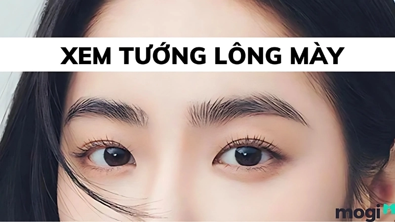 Ý nghĩa và đặc điểm của tướng lông mày tốt