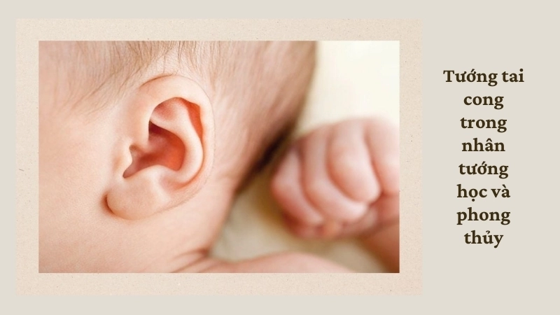 Tướng tai cong trong nhân tướng học và phong thủy