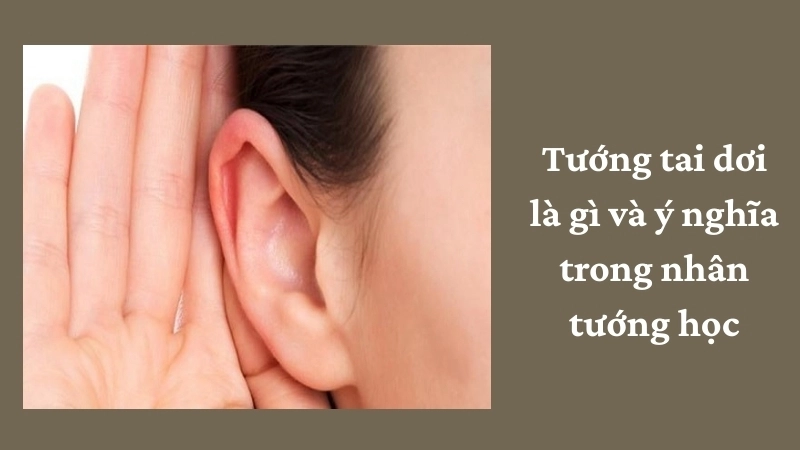 Tướng tai dơi là gì và ý nghĩa trong nhân tướng học