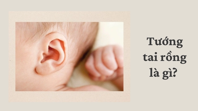 Tướng tai rồng là gì? Đặc điểm tai rồng trong nhân tướng học