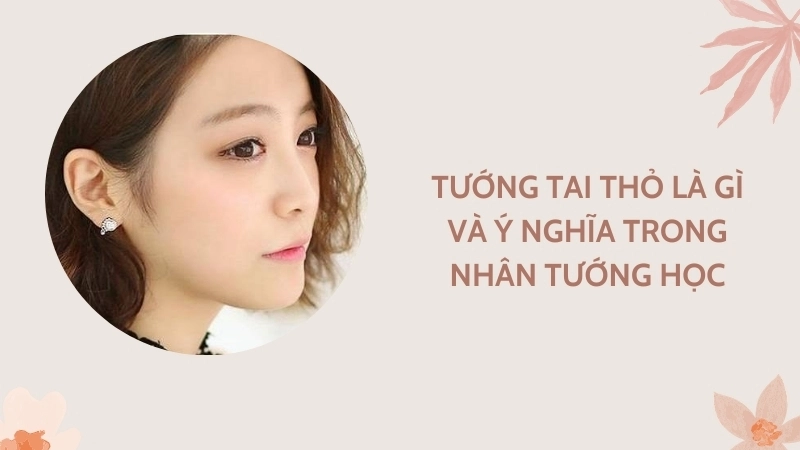 Tướng tai thỏ là gì và ý nghĩa trong nhân tướng học
