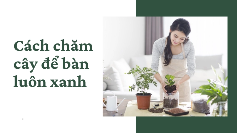 Hướng dẫn cách chăm sóc cây cảnh văn phòng đơn giản cho người bận rộn