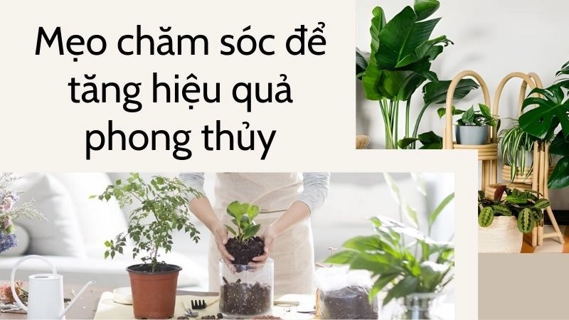 Mẹo chăm sóc để tăng hiệu quả phong thủy