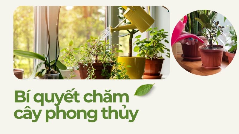 Chăm sóc cây ban công đúng cách để cây luôn tươi tốt