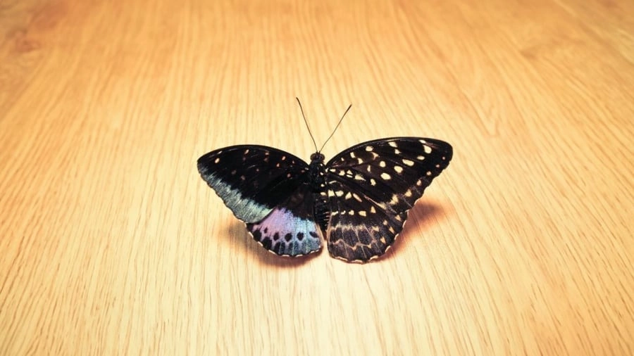 Bướm bay vào nhà có sao không thường gắn với quan niệm dân gian.